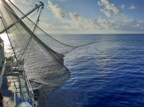 釣船丁子魚用什麼鉤？釣魚愛好者對船丁子魚習性的深入探討