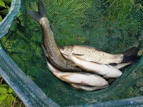 自家魚塘裏釣草魚怎麼釣，不妨談論一下如何在家中養殖草魚的過程與心得。